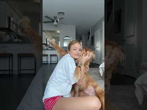 coming home to my golden retriever🥵goldenretreivers dog pup… サムネイル