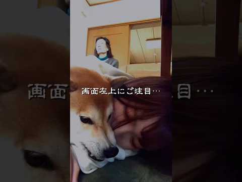柴犬福 白光り婆さんと姉と柴犬-総集編🤣Sis and Grandma and Shiba🤣#姉と柴 #shorts… サムネイル