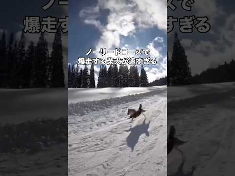 ノーリードで辺り一面の銀世界を愛犬の思うがままのスピードで駆け抜ける 柴犬 柴犬のいる暮らし スキー 日本犬 サムネイル