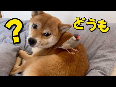 「助けてー」ハウスしたくない文鳥の逃げ場になる柴犬小夏