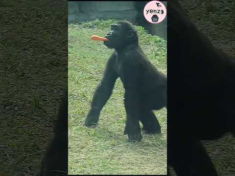 Ringo 🥕🤣 gorilla taipeizoo 金剛猩猩 台北市立動物園 cuteanimals babyani…