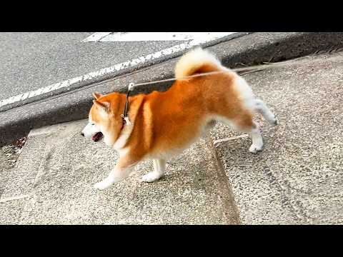 スピードが速すぎて、もはや坂を下りているのかただ落下しているだけなのか分からない柴犬 サムネイル