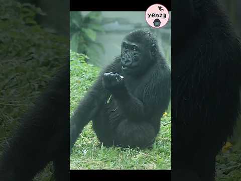 gorilla Ringo 吃飯時突然跑起來好可愛 gorillatag taipeizoo 金剛猩猩 台北市立動物園