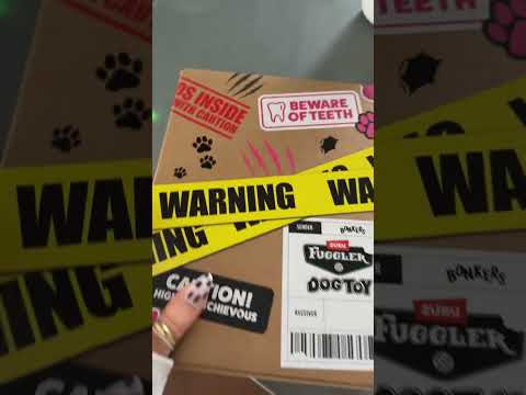 coming home to my golden retriever🥵goldenretreivers dog pup… サムネイル