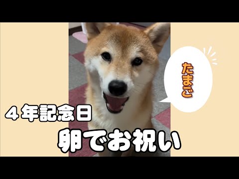 4年記念日。大好きな卵に夢中すぎる柴犬 サムネイル