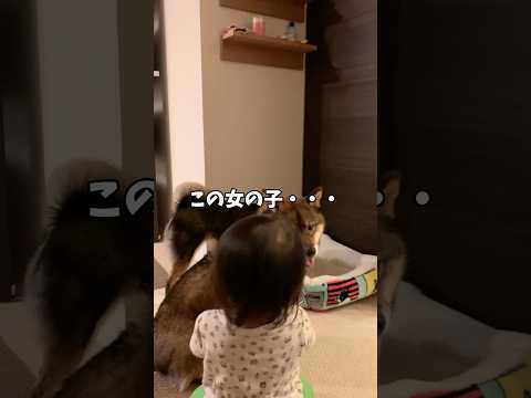 子供の成長に目を細める🐕柴犬でしたが… サムネイル
