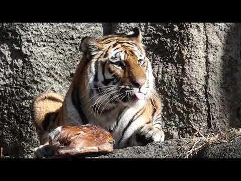 サーシャみんなが見やすい所で食べてあげる♪  今日はサーシャの日　アムールトラ　浜松市動物園にて　2026年2月14日… サムネイル