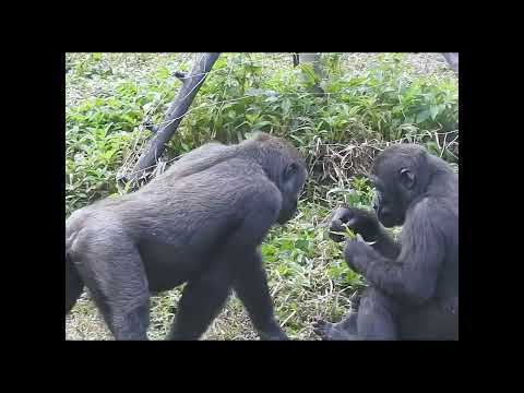 gorilla brothers Jabali 5y2m old & Ringo 4y7m old. shorts.… サムネイル