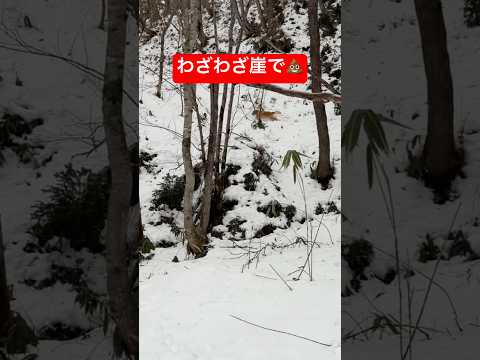 崖で💩して全力ダッシュするゴールデンレトリバー💨shorts puppy goldenretriever ゴールデンレ… サムネイル