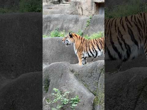 shorts 夕方からの担当で、まだまだパワー全開なサーシャちゃん　アムールトラ　浜松市動物園にて　2026年4月5日
