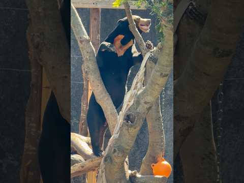 shorts あ！マーチンくんの足🐾　マレーグマ　のんほいパークにて　2026年4月3日 サムネイル