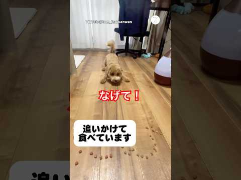 投げないと食べない犬の現在の食事方法　　犬　いぬ　マルプー　面白い　犬のいる暮らし サムネイル