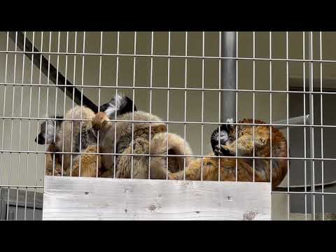 クロキツネザルだんご☺️  浜松市動物園にて　2026年4月5日 サムネイル