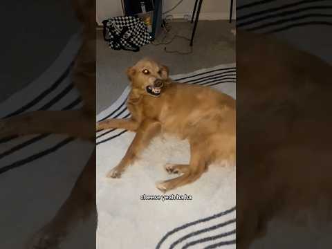 coming home to my golden retriever🥵 goldenretreiver dog ind… サムネイル