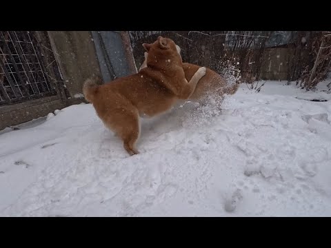 大相撲ウラニワ場所 サムネイル