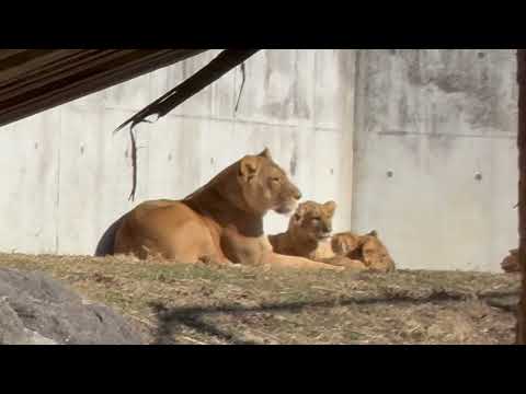 遠くから撮っていてもシルクさんには察知されてしまう😅　ライオン　のんほいパークにて　2026年1月23日 サムネイル