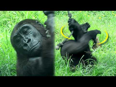 Gorilla Ringo did upside down rope spinning well金剛猩猩Ringo倒立… サムネイル