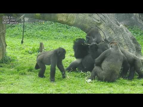 Gorilla D'jeeco family 出外場覓食。保育員門口給食/Tayari看山羌/Jabali Ringo…
