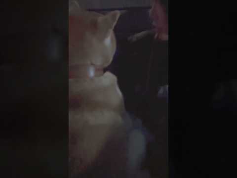 柴犬福 姉と柴犬の渾身の別れ🤣Sis and Shiba🤣姉と柴 shorts 柴犬 shibainu japanes…