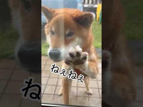 ’26.4.10 力丸VS雨… 柴犬 shibainu 柴犬のいる暮らし 柴犬の日常 雨の日 カメラ目線 力丸 サムネイル