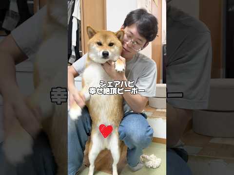 うちの子を爆裂愛してる　柴犬 shorts サムネイル