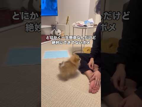 ふせしようとすると後退りしてどんどん遠くに行ってしまうポメラニアン ポメ ポメラニアン パピー shorts サムネイル