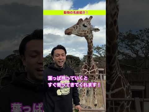 【動物の名前紹介！】キリン🦒ニコ(♂) サムネイル