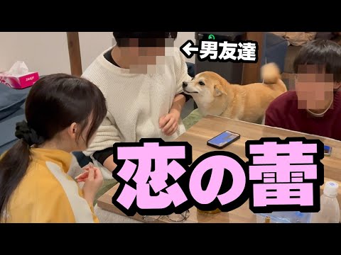 遂に柴犬好き娘に恋の予感か？男友達に困惑する柴犬が可愛い サムネイル
