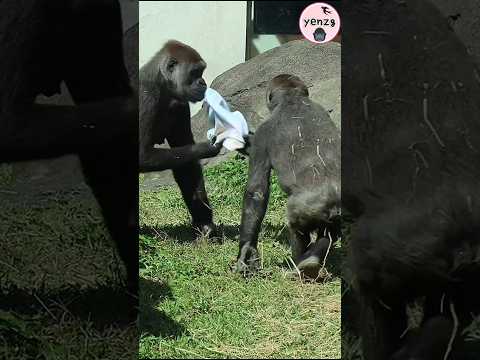 hilarious Jabali & Tayari gorilla gorillatag taipeizoo 金剛猩猩… サムネイル