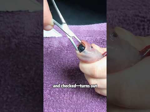 Girl pulls an axolotl from the pond 🦎✨animals cute science… サムネイル