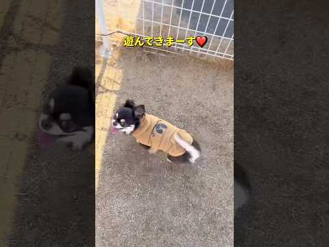 全力で楽しんでバタンキュー🐶💤チワワ dog shorts サムネイル