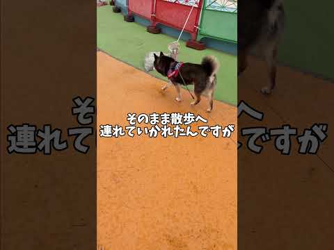 黒柴🐕に訪れた悲劇？ サムネイル