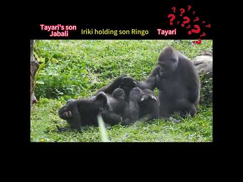 Don't touch。gorilla sisters Iriki mom & son Ringo 2m old。Ta… サムネイル