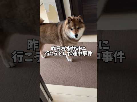 なぜそこまで😂柴犬がびっくりして転倒😱 サムネイル