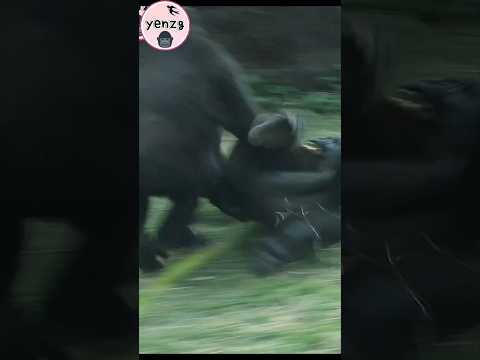 Ringo跳壓Jabali😆 taipeizoo 金剛猩猩 台北市立動物園 funnyanimals shorts