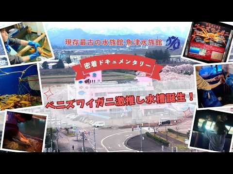 【魚津水族館】ベニズワイガニ激推し水槽誕生！🦀密着ドキュメンタリー✨ サムネイル