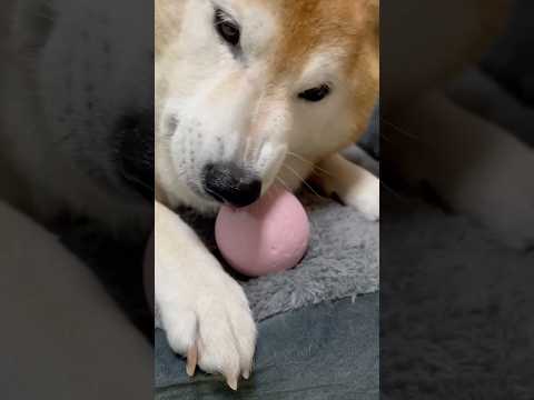 柴犬福 姉のおニューのボールを奪い困らす柴犬②🤣Sister and Shiba🤣姉と柴 shorts funny f… サムネイル