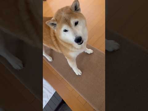 柴犬福 母を出迎えるマザコン柴犬🤣Mother's boy🤣shorts 柴犬 japanesedog shibain…