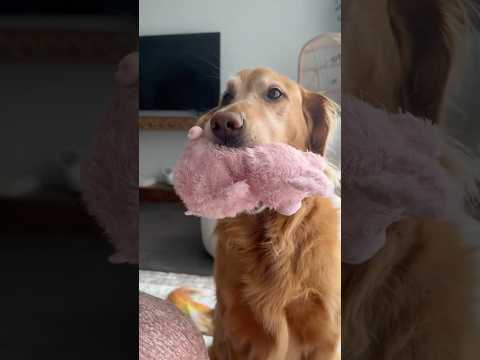 coming home to my golden retriever🥵goldenretreivers dog pup… サムネイル