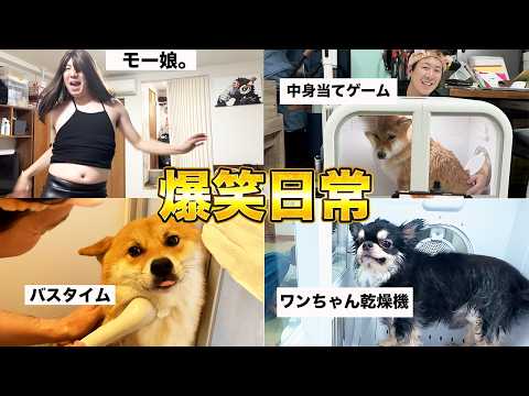 アラフォー2男と3ワンの変な日常をどうぞご覧ください サムネイル
