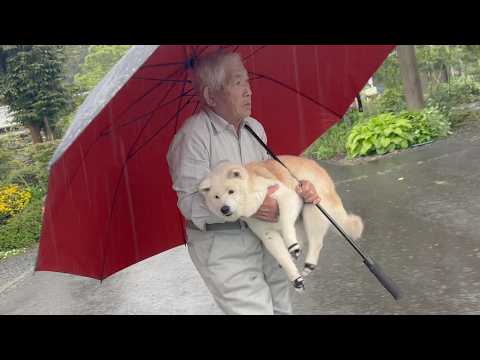 【虚無柴犬】台風の日のお散歩ルーティン