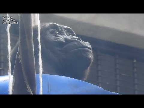 Gorilla dad D'jeeco.mom  Iriki.son  Ringo. dinner. 室內玻璃房晚餐… サムネイル