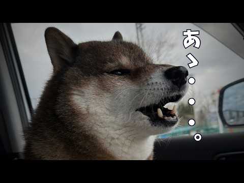 柴犬12歳🐕同居犬に再三のアタックを試みたものの サムネイル