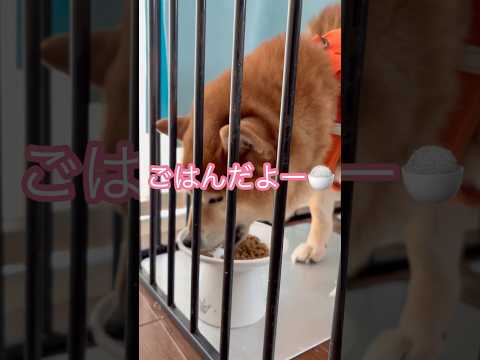 ごはんだよ🍚 dog 柴犬 パグ doggie shibainu cutedog pug puppy foodfigh… サムネイル
