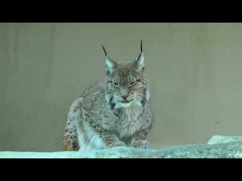 シベリアオオヤマネコ　王子動物園　00038 サムネイル
