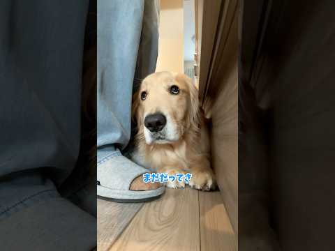 白目愛好家 大型犬 ゴールデンレトリバー サムネイル