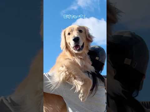 パワー系配達員大型犬 ゴールデンレトリバー サムネイル
