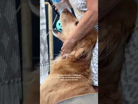 coming home to my golden retriever🥵goldenretreivers dog pup… サムネイル
