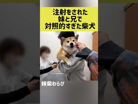 注射をされた妹と兄で対照的すぎた柴犬 shibainu 柴犬 shorts サムネイル