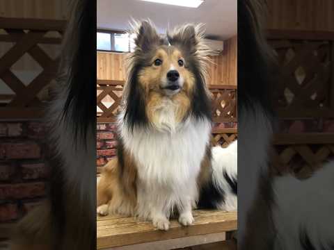 shorts メイプルさん　シェルティ　4年前の　那須どうぶつ王国 サムネイル